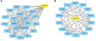 Genetic Polymorphism of ADORA2A Is Associated With the Risk of Epilepsy and Predisposition to Neurologic Comorbidity in Chinese Southern Children